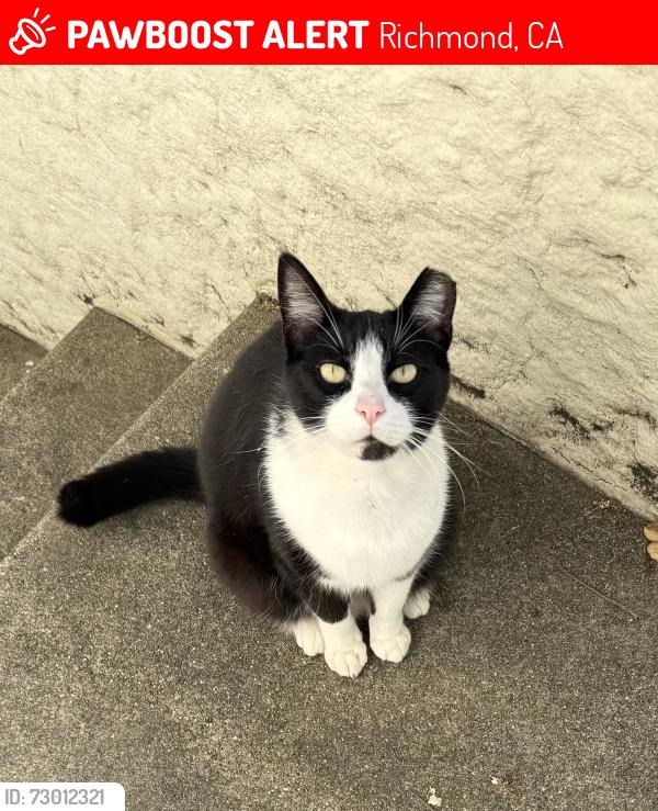 Lost Male Cat last seen 28th between Roosevelt and Grant , Richmond, CA 94804