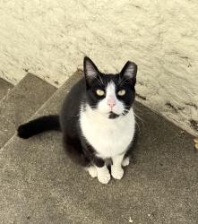 Lost Male Cat last seen 28th between Roosevelt and Grant , Richmond, CA 94804