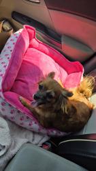 Lost Female Dog last seen Sharp elementary, Los Angeles, CA 91331