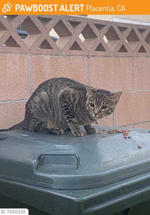 Found/Stray Unknown Cat last seen N Bradford and Orange Grove, Placentia, CA 92870