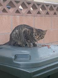 Found/Stray Unknown Cat last seen N Bradford and Orange Grove, Placentia, CA 92870