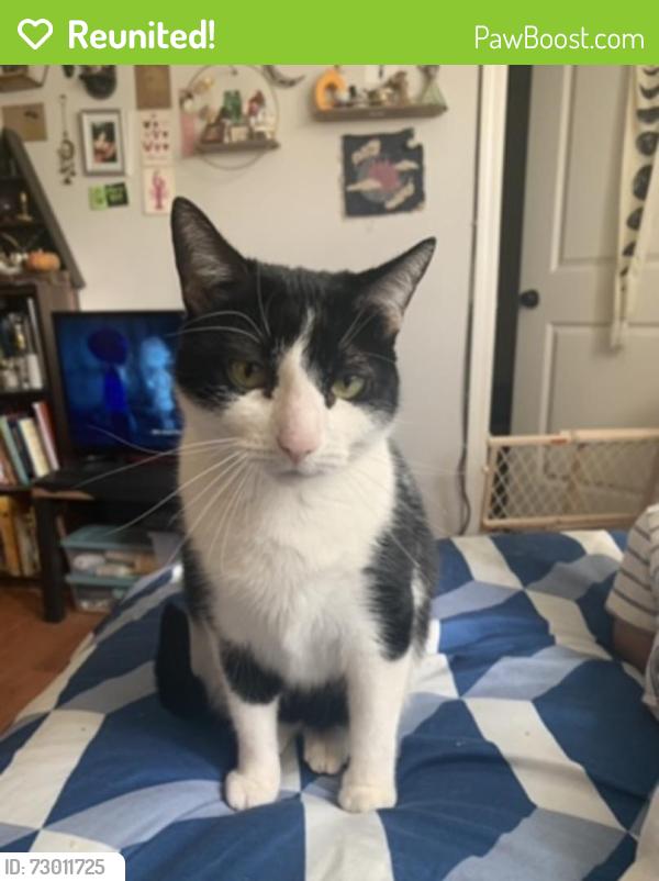 Reunited Female Cat last seen North Derbigny and LaHarpe street , New Orleans, LA 70116