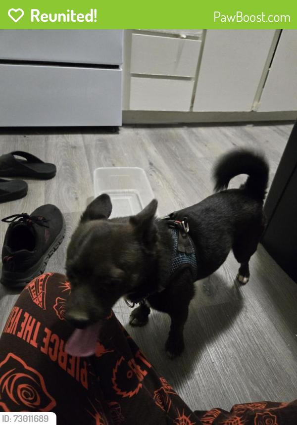Reunited Male Dog last seen University Gardens apmts, Las Vegas, NV 89119