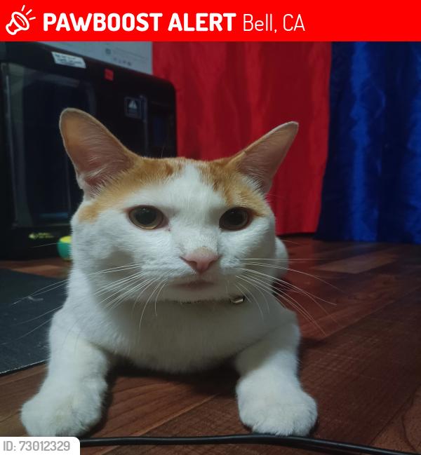 Lost Male Cat last seen E Gage Ave , Bell, CA 90201