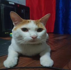 Lost Male Cat last seen E Gage Ave , Bell, CA 90201