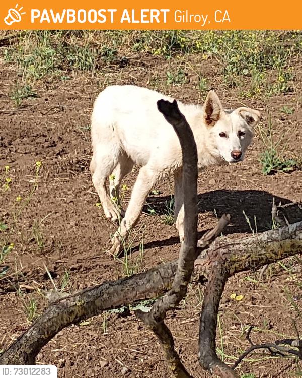 Found/Stray Female Dog last seen Leavesley Rd / Marcella Ave in Gilroy, Ca, Gilroy, CA 95020