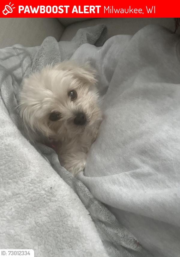 Lost Female Dog last seen s 10th st and west burnham, Milwaukee, WI 53204