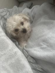 Lost Female Dog last seen s 10th st and west burnham, Milwaukee, WI 53204