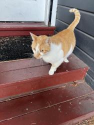 Found/Stray Unknown Cat last seen 62nd and Telegraph, Oakland, CA 94609