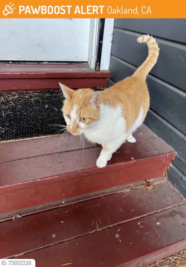Found/Stray Unknown Cat last seen 62nd and Telegraph, Oakland, CA 94609