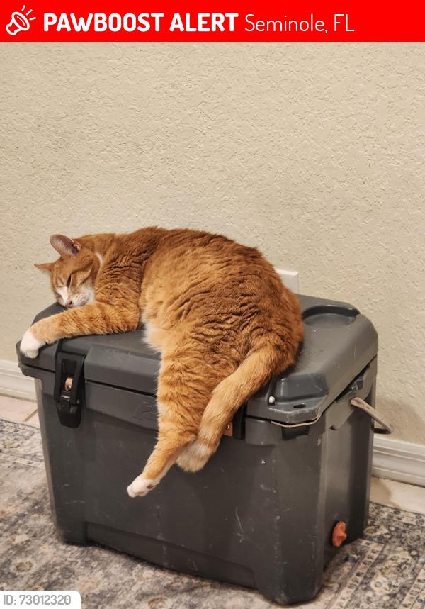 Lost Male Cat last seen 63rd ave & 113th st., Seminole, FL 33775
