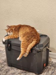 Lost Male Cat last seen 63rd ave & 113th st., Seminole, FL 33775