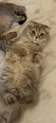 Lost Female Cat last seen Pleasant Hill Library, Pleasant Hill, CA 94523