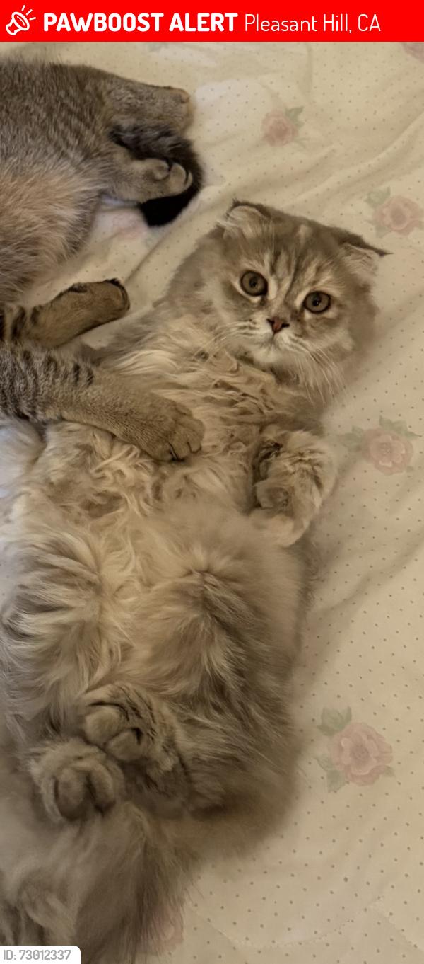 Lost Female Cat last seen Pleasant Hill Library, Pleasant Hill, CA 94523