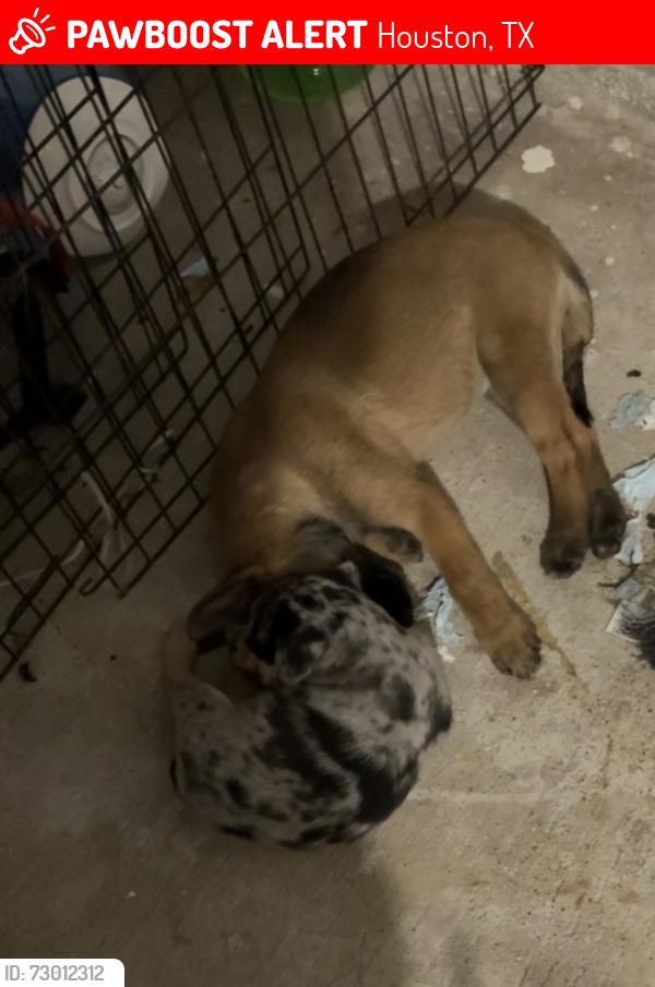 Lost Female Dog last seen Lake Houston, Houston, TX 77044