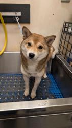 Reunited Female Dog last seen South 16th and San Fernando, San Jose, CA 95112