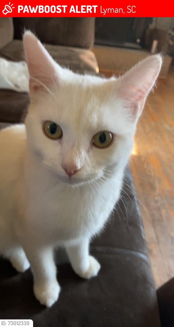Lost Female Cat last seen Pine Ridge Rd Lyman sc , Lyman, SC 29365