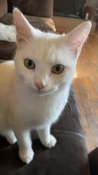 Lost Female Cat last seen Pine Ridge Rd Lyman sc , Lyman, SC 29365