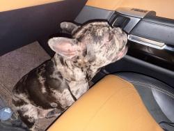Found/Stray Female Dog last seen Broad st, Elizabeth, NJ 07201