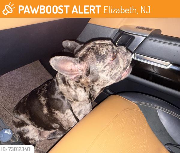 Found/Stray Female Dog last seen Broad st, Elizabeth, NJ 07201