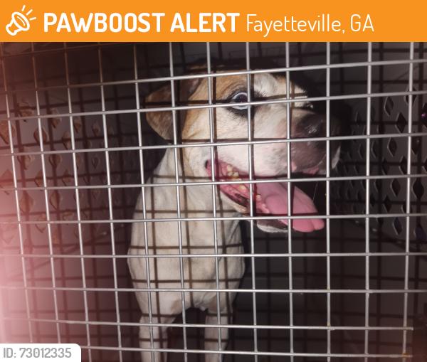Surrendered Male Dog last seen Janice Drive, Fayetteville , Fayetteville, GA 30214