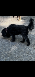 Lost Female Dog last seen Near Huntley Knoll Drive, Pelham, AL 35124