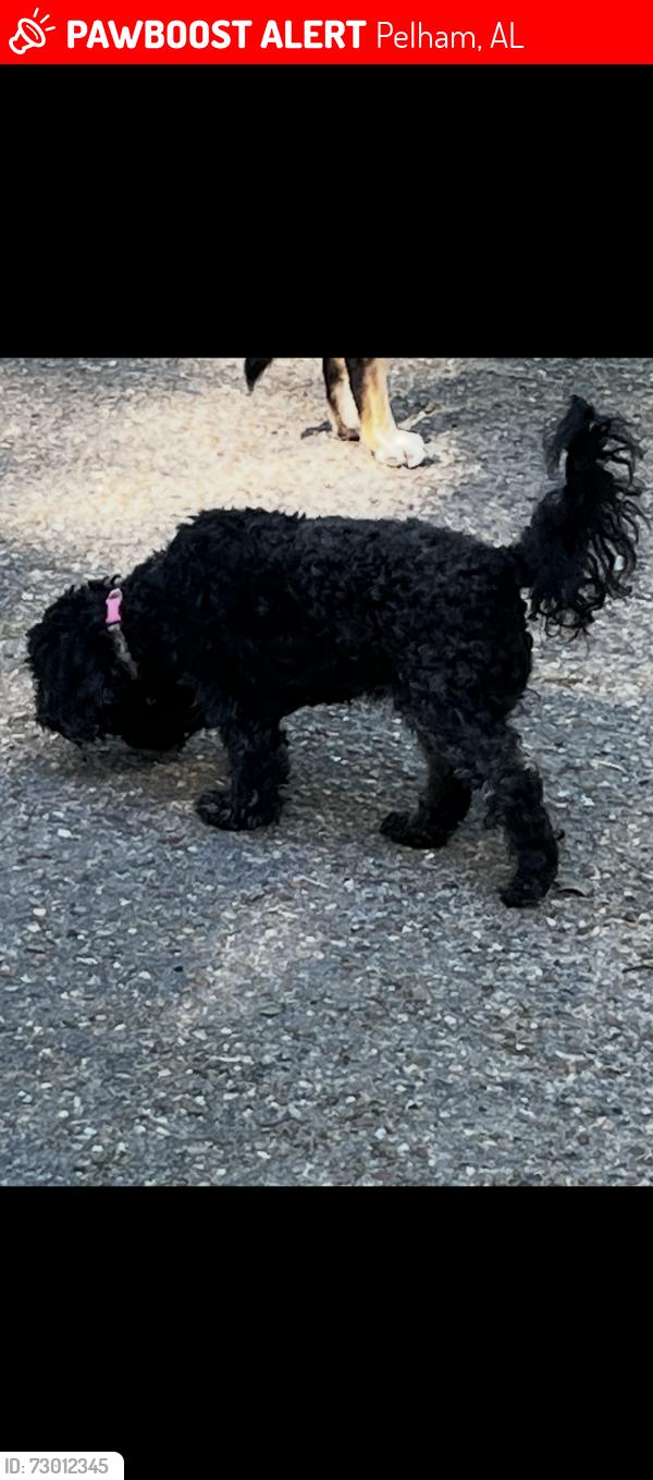 Lost Female Dog last seen Near Huntley Knoll Drive, Pelham, AL 35124