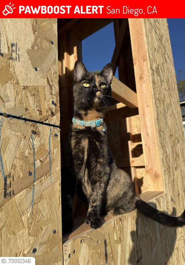 Lost Female Cat last seen Witherby and Fort Stockton, San Diego, CA 92103
