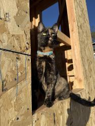 Lost Female Cat last seen Witherby and Fort Stockton, San Diego, CA 92103