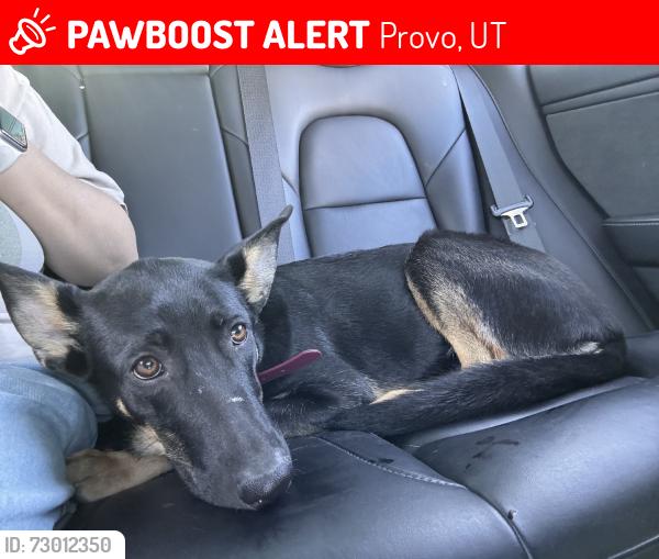 Lost Female Dog last seen Slate Canyon Road, Provo, UT 84606