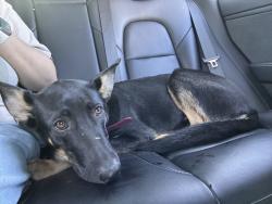 Lost Female Dog last seen Slate Canyon Road, Provo, UT 84606