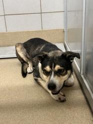 Shelter Stray Male Dog last seen Near CARSON RANCH RD, South District, TX, 355 Hillshire Dr, Haslet, TX 76052, USA
