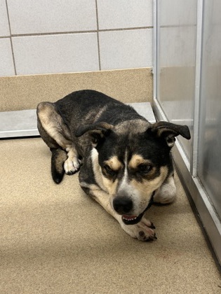 Shelter Stray Male Dog last seen Near CARSON RANCH RD, South District, TX, 355 Hillshire Dr, Haslet, TX 76052, USA