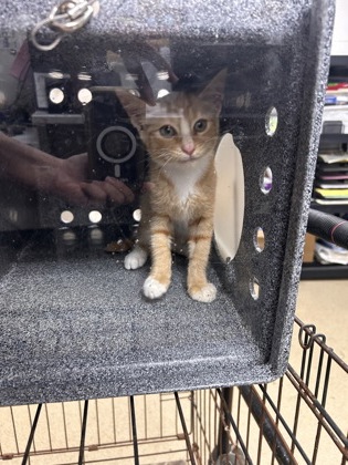Shelter Stray Male Cat last seen Near MC CART AVE, Central District, TX, 355 Hillshire Dr, Haslet, TX 76052, USA