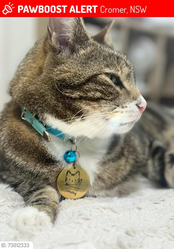 Lost Male Cat last seen Near wabash Av. - CROMER , Cromer, NSW 2099