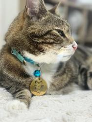 Lost Male Cat last seen Near wabash Av. - CROMER , Cromer, NSW 2099