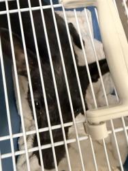 Shelter Stray Female Dog last seen , , CA, 1101 29th Ave, Oakland, CA 94601, USA