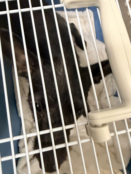 Shelter Stray Female Dog last seen , , CA, 1101 29th Ave, Oakland, CA 94601, USA