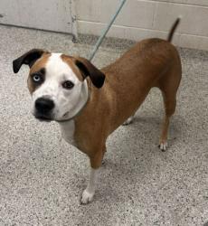 Shelter Stray Female Dog last seen Tudor Dr. and Gatewood St, Leavenworth, KS 66048, Outside Jurisdiction, WI, 7077 Elmwood Ave, Kansas City, MO 64132, USA