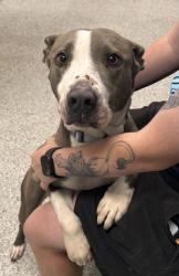 Shelter Stray Female Dog last seen 57th Street & Manchester, 64130, MO, 7077 Elmwood Ave, Kansas City, MO 64132, USA