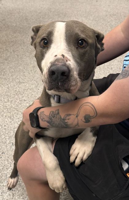 Shelter Stray Female Dog last seen 57th Street & Manchester, 64130, MO, 7077 Elmwood Ave, Kansas City, MO 64132, USA