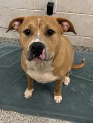 Shelter Stray Female Dog last seen Near E Riverfront Drive, 64106, MO, 7077 Elmwood Ave, Kansas City, MO 64132, USA