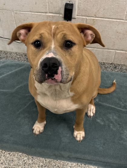 Shelter Stray Female Dog last seen Near E Riverfront Drive, 64106, MO, 7077 Elmwood Ave, Kansas City, MO 64132, USA