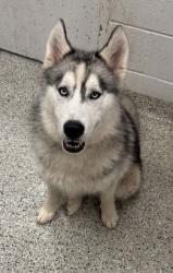 Shelter Stray Male Dog last seen Near Norfleet Road, 64133, MO, 7077 Elmwood Ave, Kansas City, MO 64132, USA