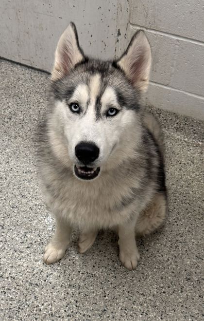 Shelter Stray Male Dog last seen Near Norfleet Road, 64133, MO, 7077 Elmwood Ave, Kansas City, MO 64132, USA