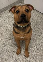 Shelter Stray Male Dog last seen Near E 9th Street, 64124, MO, 7077 Elmwood Ave, Kansas City, MO 64132, USA