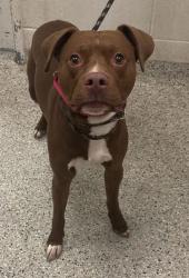 Shelter Stray Male Dog last seen Near Wyoming Street, 64111, MO, 7077 Elmwood Ave, Kansas City, MO 64132, USA