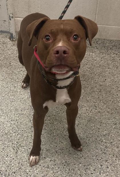 Shelter Stray Male Dog last seen Near Wyoming Street, 64111, MO, 7077 Elmwood Ave, Kansas City, MO 64132, USA