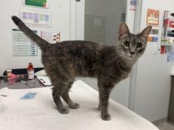 Shelter Stray Female Cat last seen Booth Ave & E 61st Ter, 64129, 64129, MO, 7077 Elmwood Ave, Kansas City, MO 64132, USA