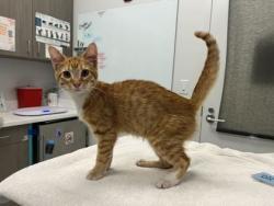 Shelter Stray Male Cat last seen Booth Ave & E 61st Ter, 64129, 64129, MO, 7077 Elmwood Ave, Kansas City, MO 64132, USA